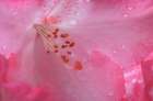 USA, Washington State, Seabeck. Pink rhododendron flower close-up. Art Print